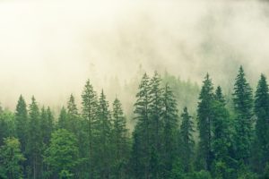 Tips to Living a More Environmentally Conscious Lifestyle